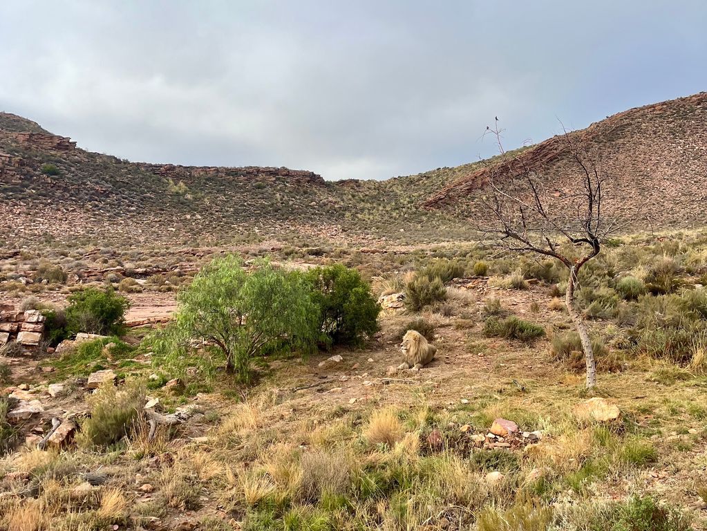 Safari in Zuid Afrika